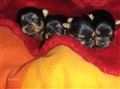 17 dagar Nina 2012 002.JPG