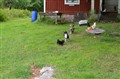 Baståsen_615.JPG