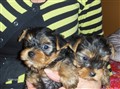 Iza-valparna 6 veckor 2015 001.JPG