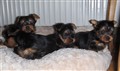 lisavalpar ca. 5 veckor 2012 004.JPG