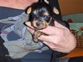 nästan 4 veckor ninabell 2012 002.JPG